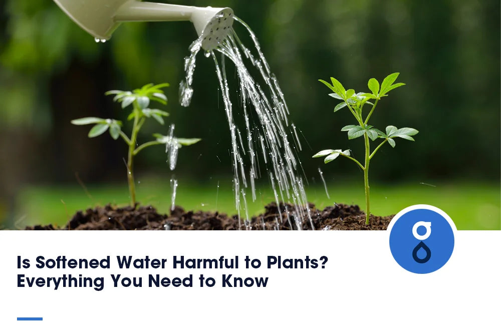 Is Softened Water Harmful to Plants? Everything You Need to Know