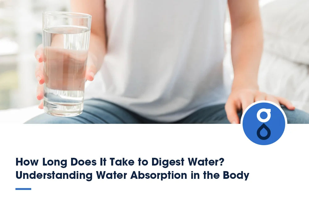 How Long Does It Take to Digest Water? Understanding Water Absorption in the Body