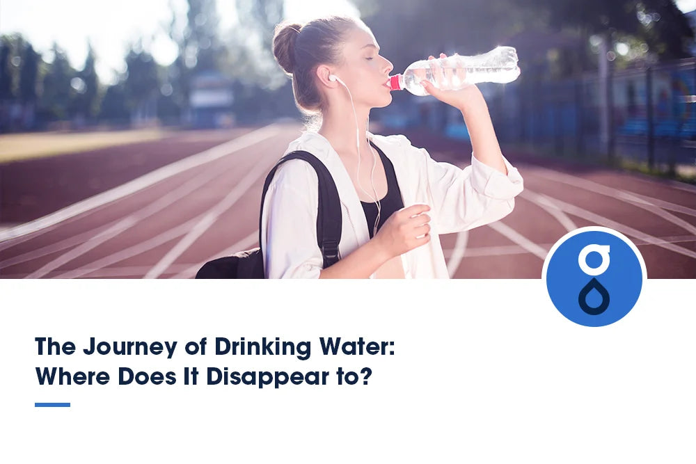 The Journey of Drinking Water: Where Does It Disappear to?