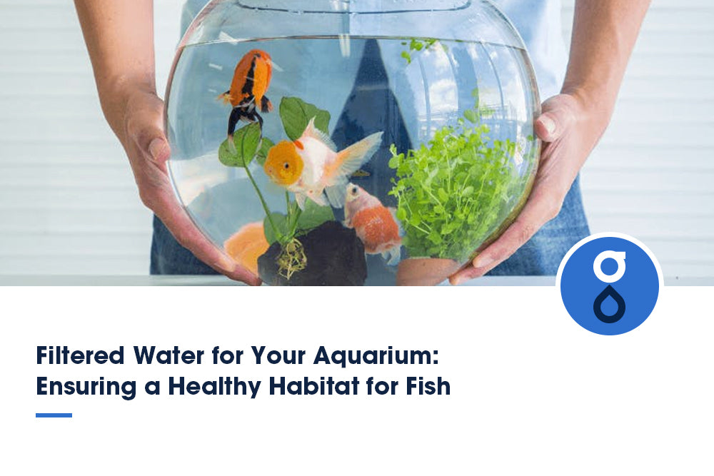 Filtered Water for Your Aquarium: Ensuring a Healthy Habitat for Fish