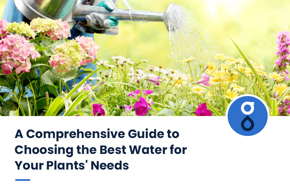 A Comprehensive Guide to Choosing the Best Water for Your Plants' Needs