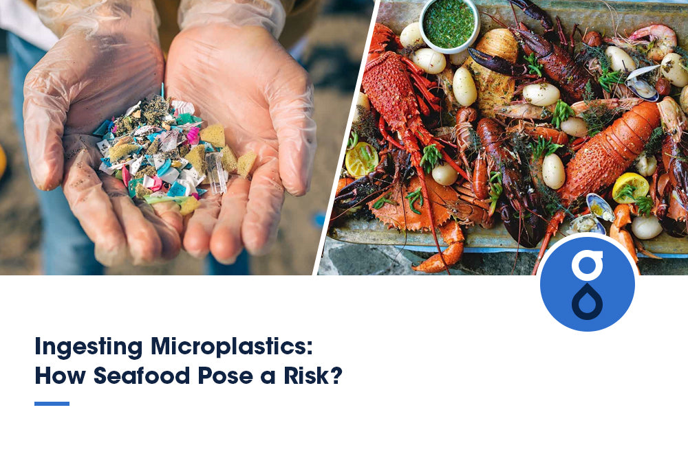 Ingesting microplastics: how seafood pose a risk?