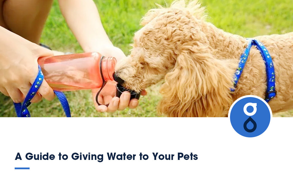 A Guide to Giving Water to Your Pets