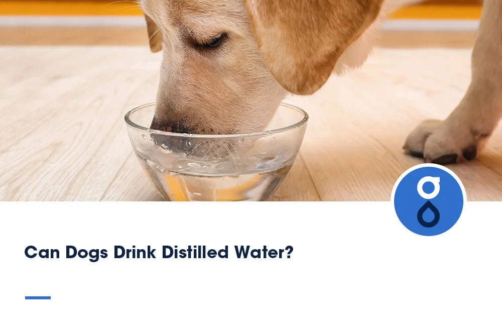 Can Dogs Drink Distilled Water?